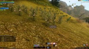 Plantation sauvage